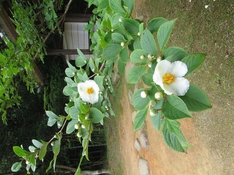 沙羅双樹1
