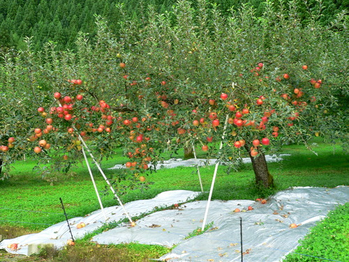 P1000680