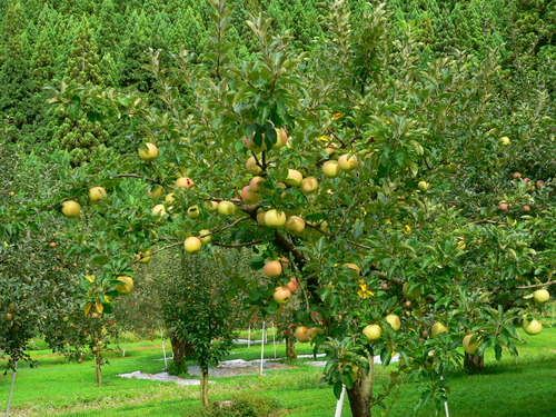 P1000676