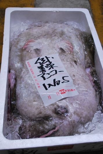 佐渡産 鮟鱇10.5キロ