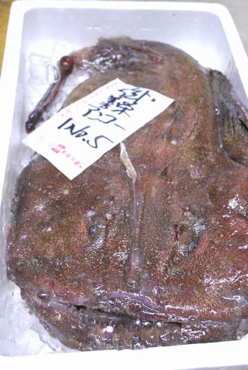 佐渡産 アンコウ10.5キロ