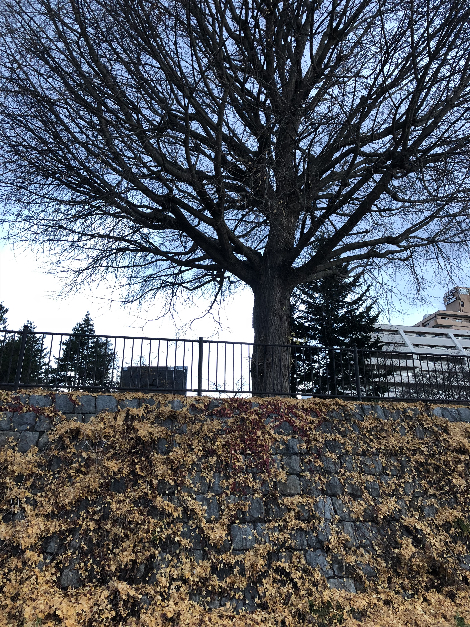 029(1)