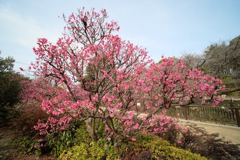 s_DSCF9212