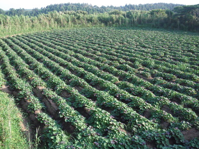 2009_07290011