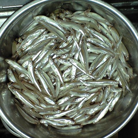 水窪ダムワカサギ121124