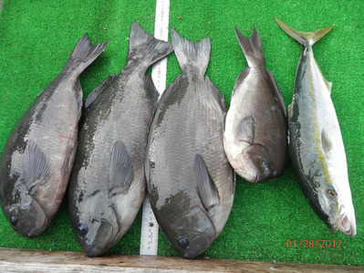 morisita