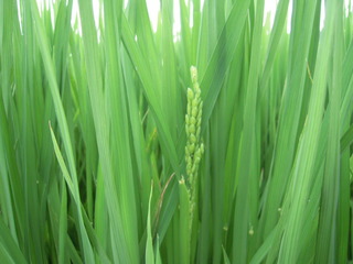 DSCN0684