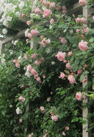 薔薇に囲まれて