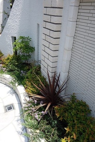 植物