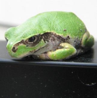 アマガエルの瞳