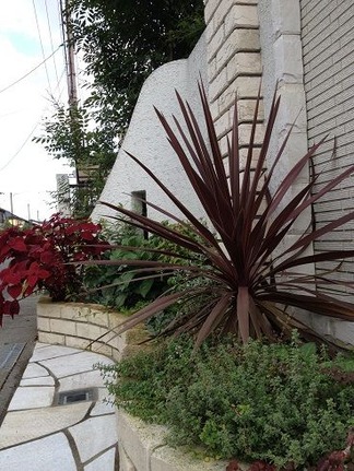 植物