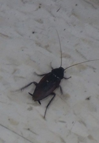 ゴキブリ発見