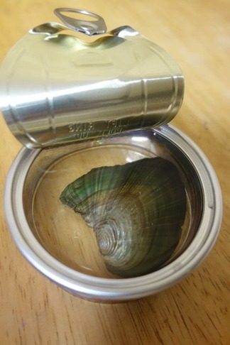 真珠缶