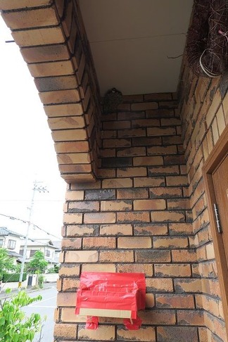 ツバメの巣