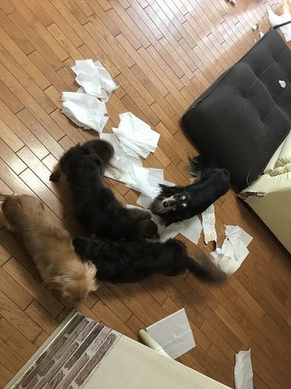 ダックスフンド