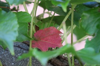 紅葉