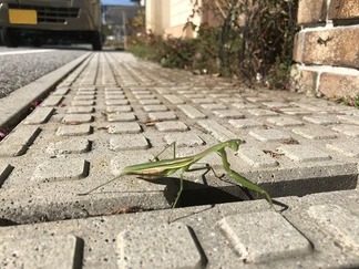 カマキリ