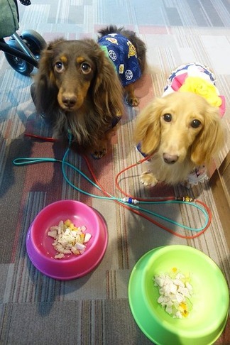犬のご飯