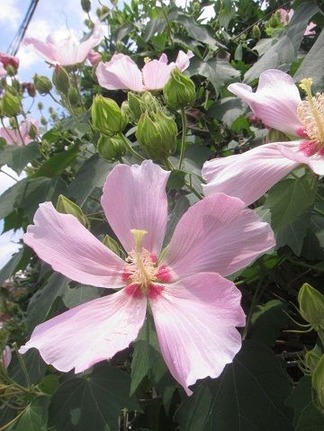 芙蓉