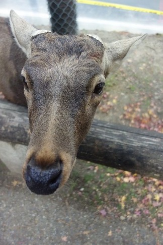 奈良公園