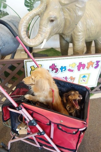 めちゃさわれる動物園
