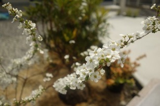 ユキヤナギ