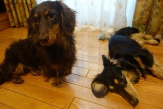 ボブ&シュシュ