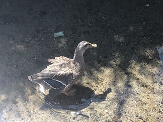 カモ