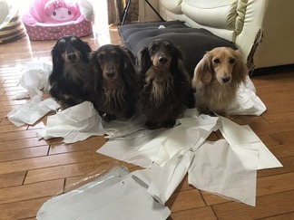 ダックスフンド