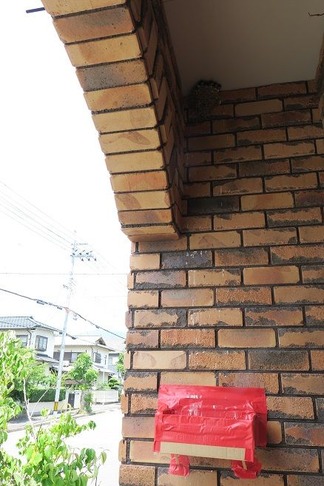 ツバメの巣