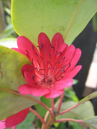 ロードレイアの花