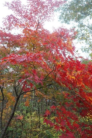 紅葉