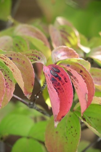 紅葉