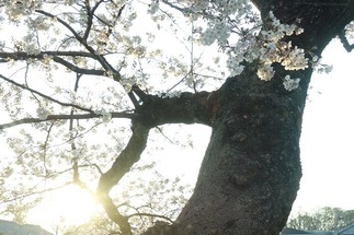 京都鴨川沿いの桜