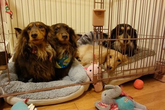 愛犬ダックスフンド