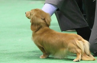 愛犬モコ