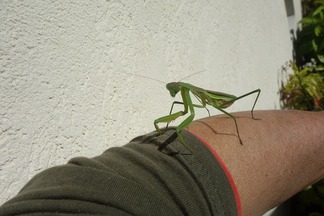 カマキリ