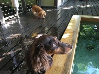 露天風呂付き客室