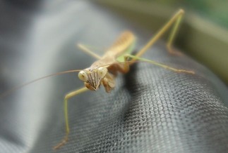 カマキリ