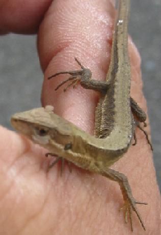 カナヘビ