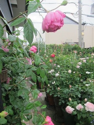 たくさんの薔薇