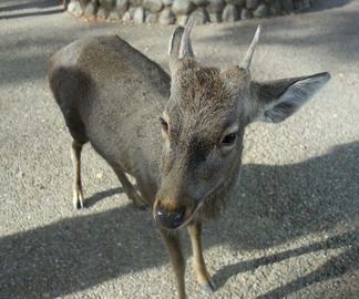 奈良公園