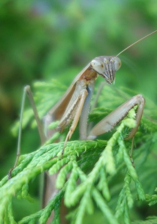 カマキリ