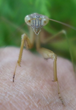 カマキリ