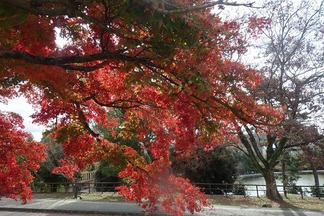 紅葉