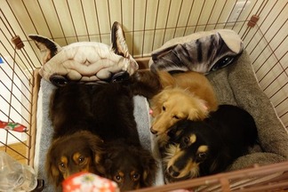 愛犬ダックスフンド