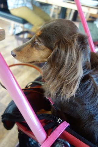 愛犬とレストラン