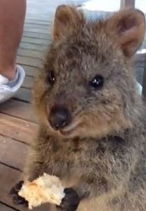Quokka