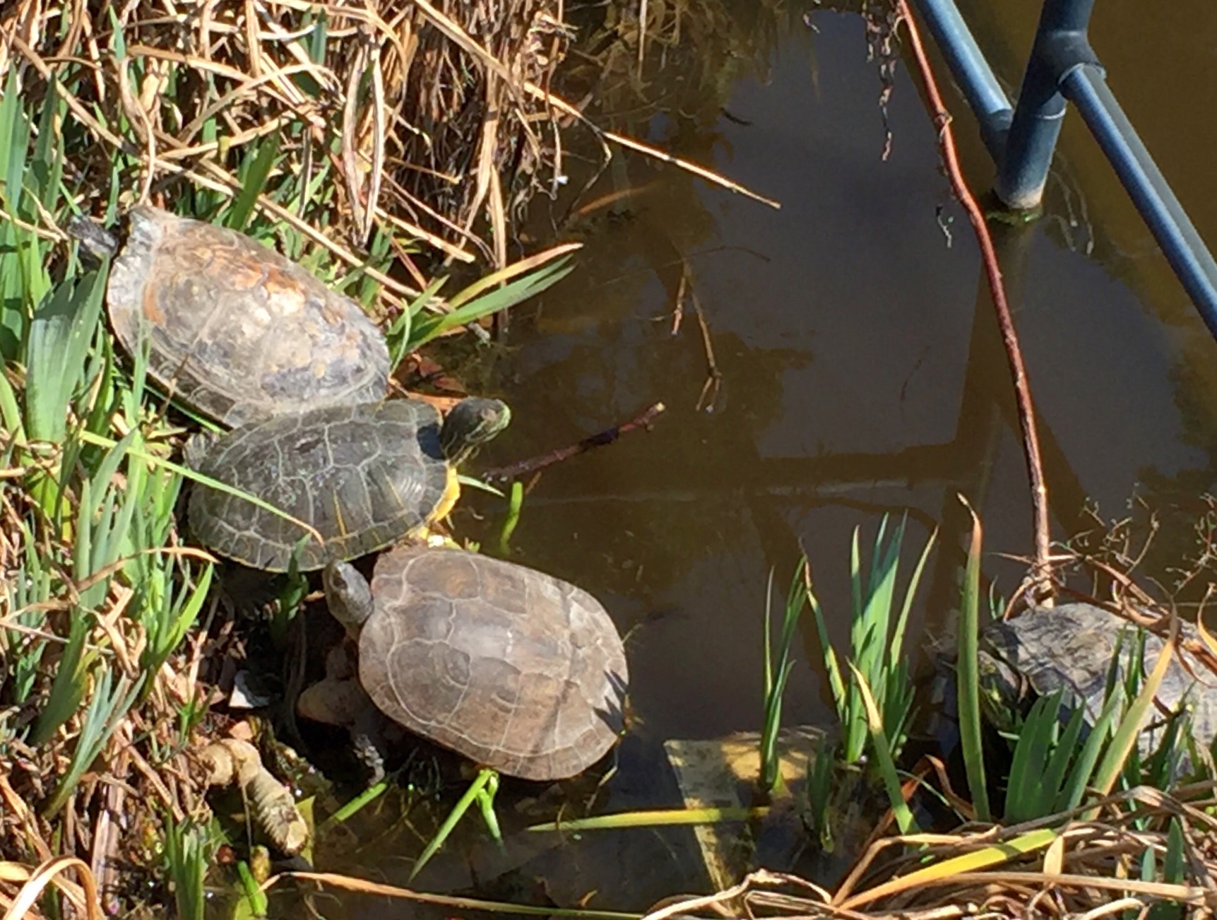 アカミミガメとクサガメ そしてイシガメの見分け方 中野龍三web