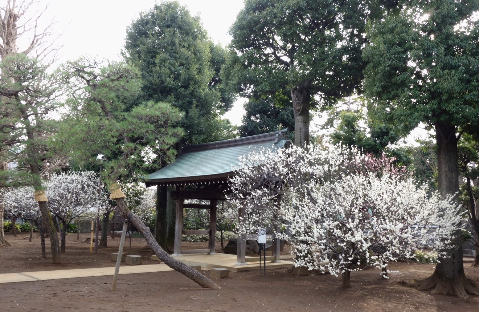 クリックで拡大(撮影:中野龍三)。